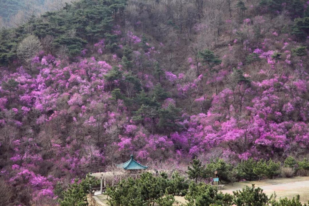 杜鹃花悄然盛开快来五莲山九仙山徜徉花海世界